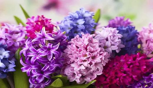 تصویر 3 از قیمت گل شب بو عمده + خرید باور نکردنی